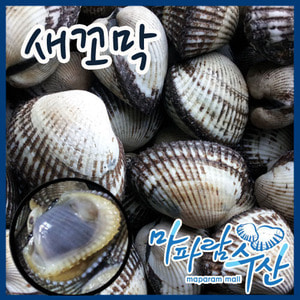 마파람수산 남해안 새꼬막(특품)3kg